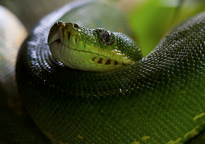 Anesthesia and Critical Care of Reptiles