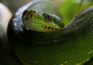 Anesthésie et soins intensifs aux reptiles