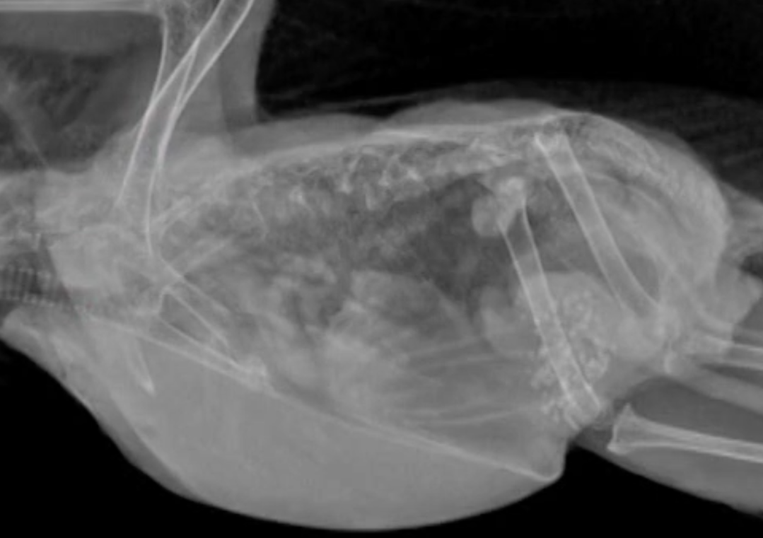 Avian Imaging and Radiographic Cases – Vet Show Academy