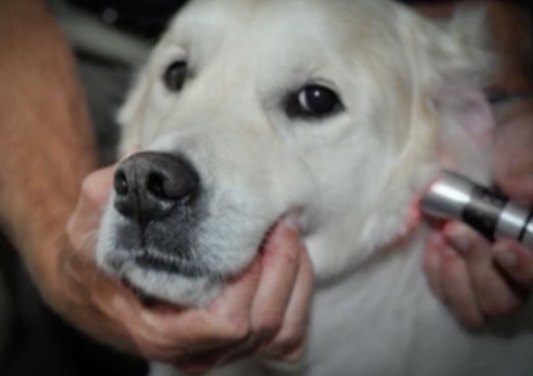 Laser Therapy - The Science and Protocols