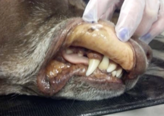Leptospirosis in Small Animals