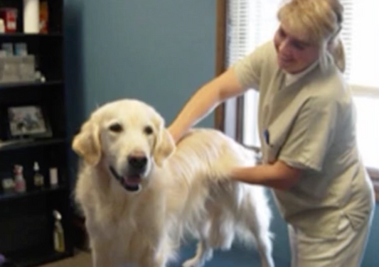 Making Strides with Pain and Lameness - A Holistic Approach