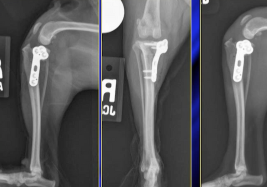Moving Targets - Survival Guide to Medial Patellar Luxation