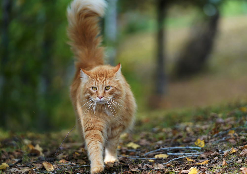 Prevention of Infections in Cats