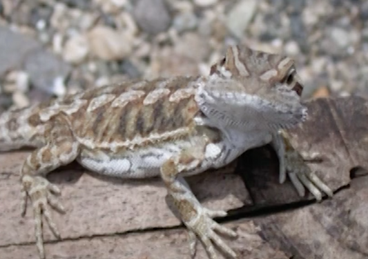 Reptile Case Presentations and Workup