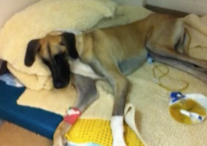 The Abdominal Surgery Patient and It's Not a Spay