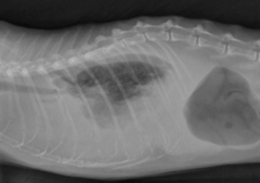 Uh-oh! Green Vomit! Rodenticide Toxicities