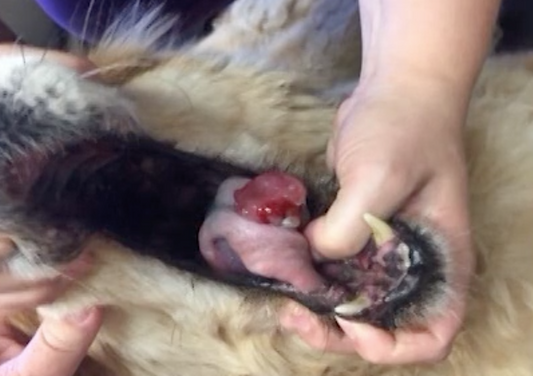 Veterinary Cannabis Update 2019
