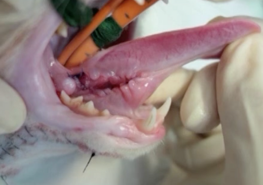 What's New Pussycat- Hot Topics in Feline Medicine & Surgery