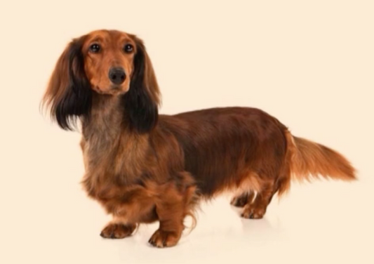 What's New in Neutering - Panel Insights on Trends