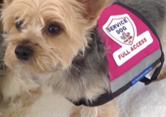 You Can't Ask That - Service Dog Laws and Having Conversations About Them