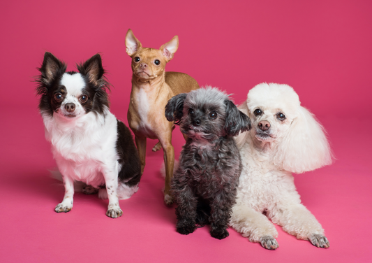'Oh Spare Me' - A Look at Ovary Sparing Surgery and Vasectomy in the Dog