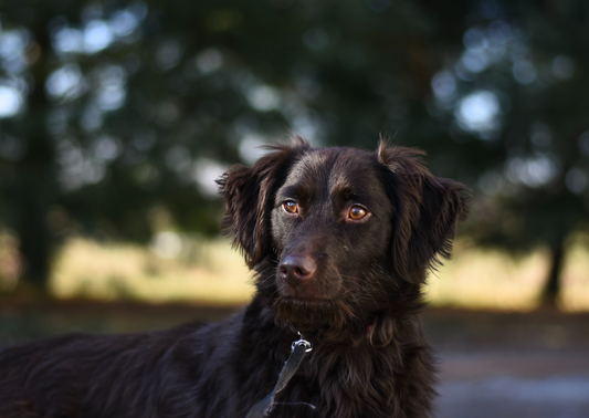 Be Aware and Take Care: Emerging Newer Liver Diseases in the Dog