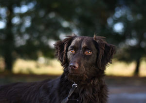Soyez conscient et prenez soin: Nouvelles maladies du foie dans le chien