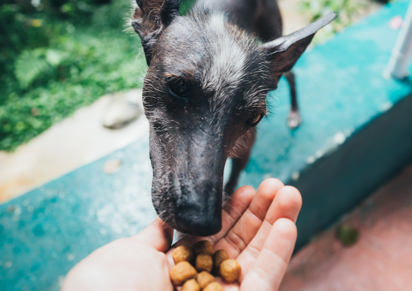 Food Allergy: Dr. Google Debunked