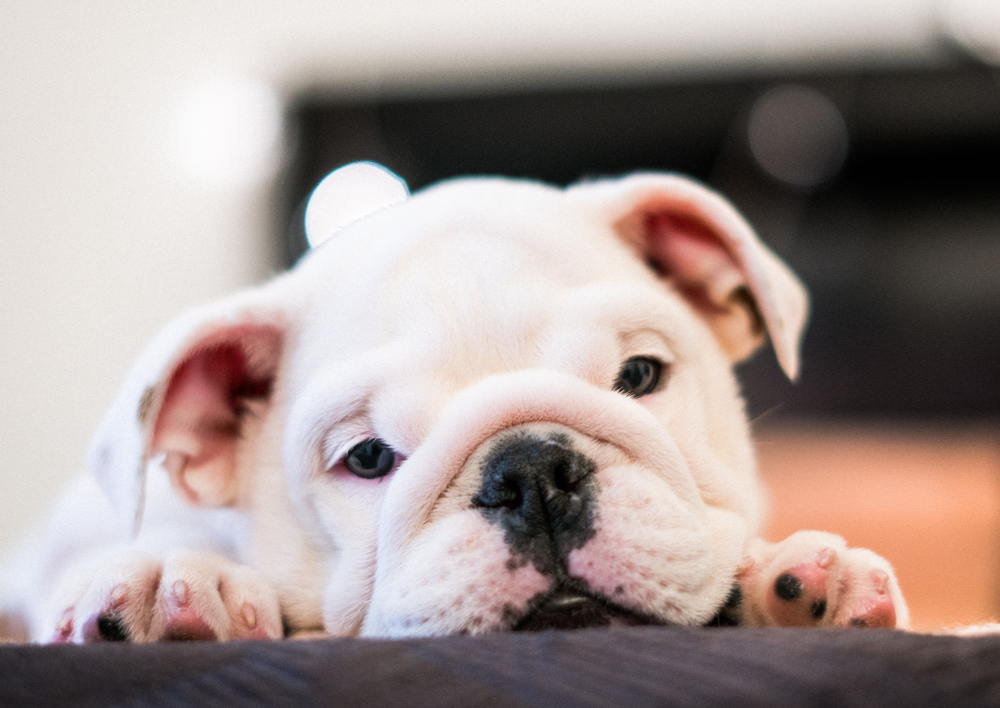 Is That Normal for a Bulldog? Breed Variations in Radiology