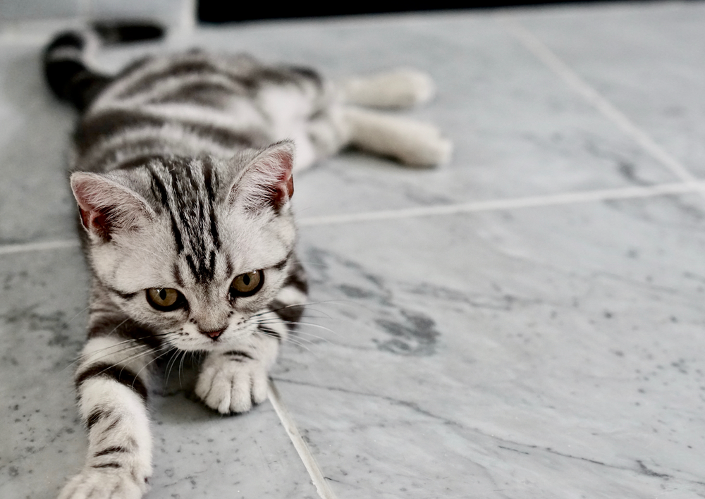 Reine de dénégation : comment les chats montrent (& se cachent) la douleur & que faire avec cela