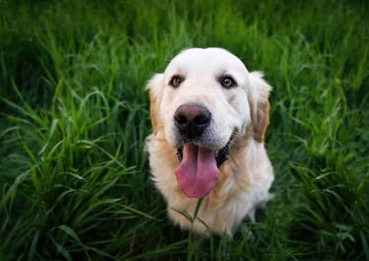 Update on Veterinary Industrial Hemp Part Two