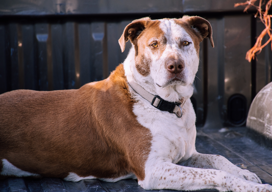 Vector Borne Disease Screening Using Available Diagnostic Panels: What Am I Missing?