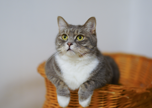 How to excel in the multimodal management of Feline Idiopathic (aka Stress) Cystitis