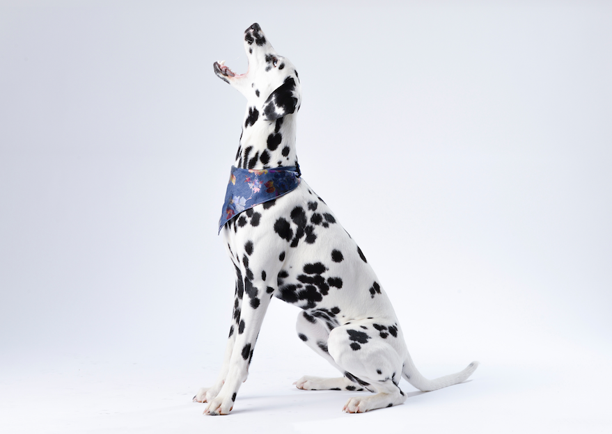 How to Personalize Wellness with Canine DNA