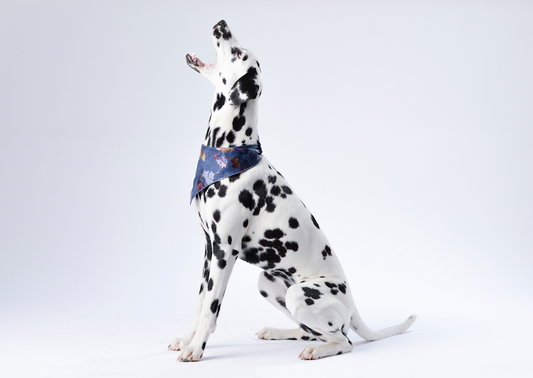 How to Personalize Wellness with Canine DNA