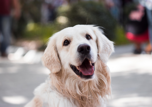 Too much of a sweet thing: diabetes mellitus in cats and dogs