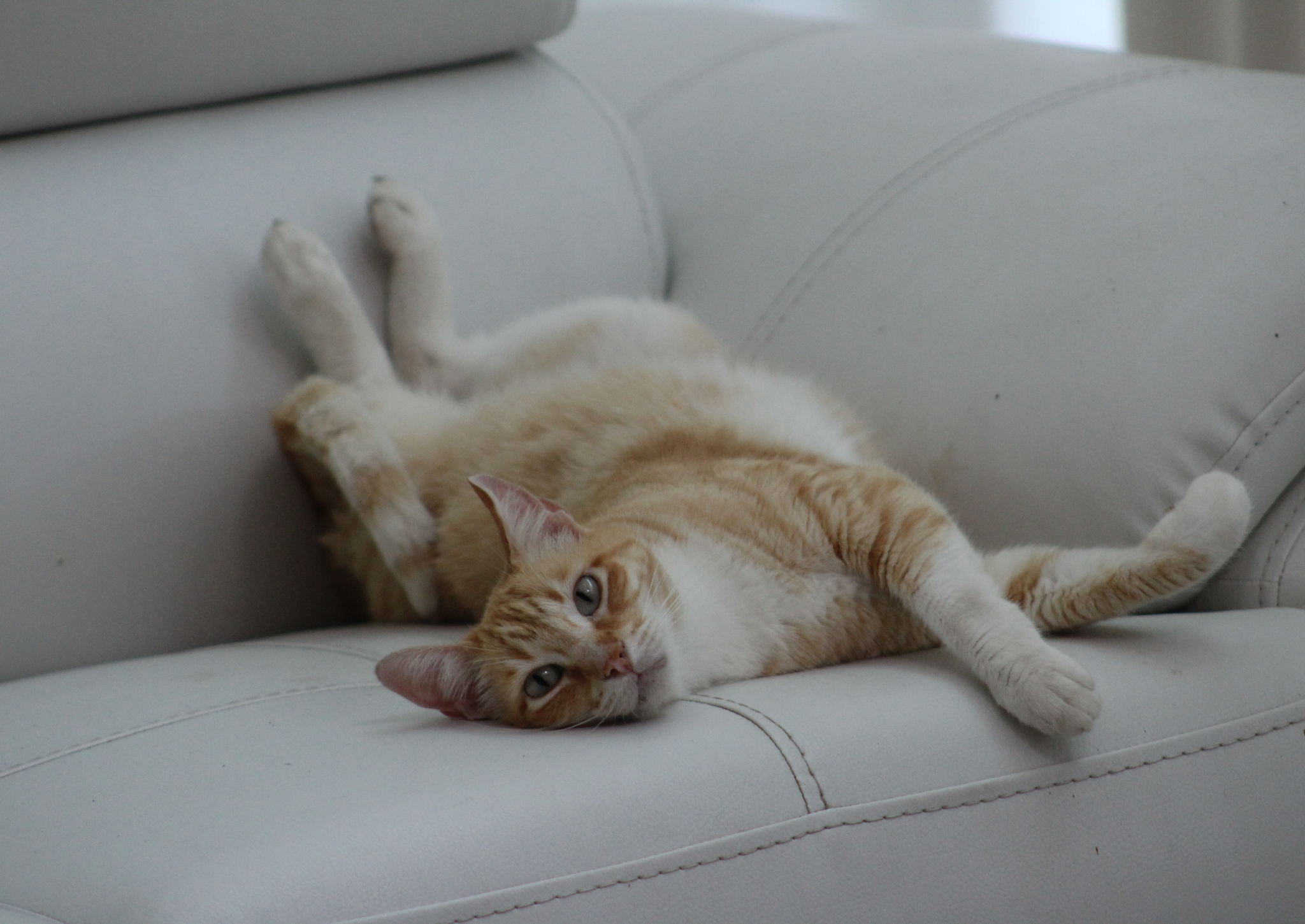 Curious cases: assessment of sneezy and snuffly cats – Vet Show Academy