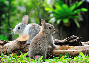 Dental Disease in Rabbits and Rodents
