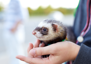 Ferrets: reproductive control what, how and why?
