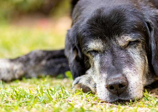 More than one option: A panel discussion on managing canine OA breakthrough pain