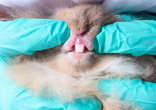 Rabbit Dentistry - It Takes Two!