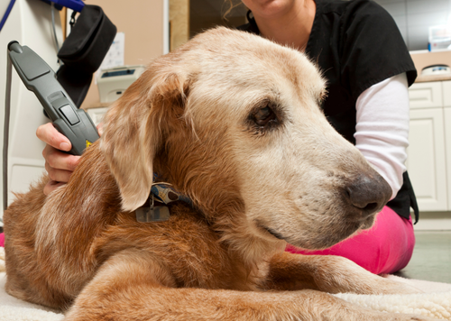 Photobiomodulation: Laser therapy in veterinary medicine, more than physiotherapy