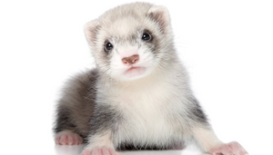 More than one option: Management decisions for the pet ferret