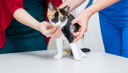 More than one option: Managing immune mediated disease -  IMHA and IMT