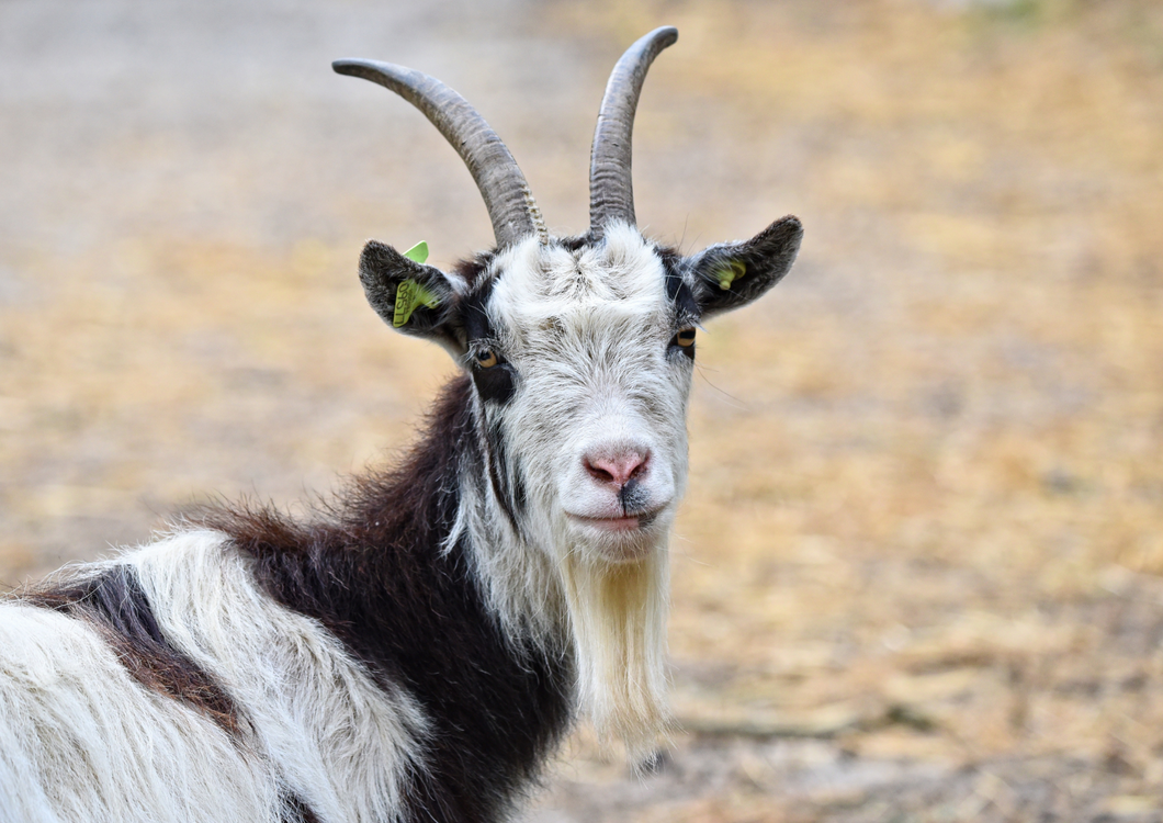 The top goat consults for first opinion practitioners
