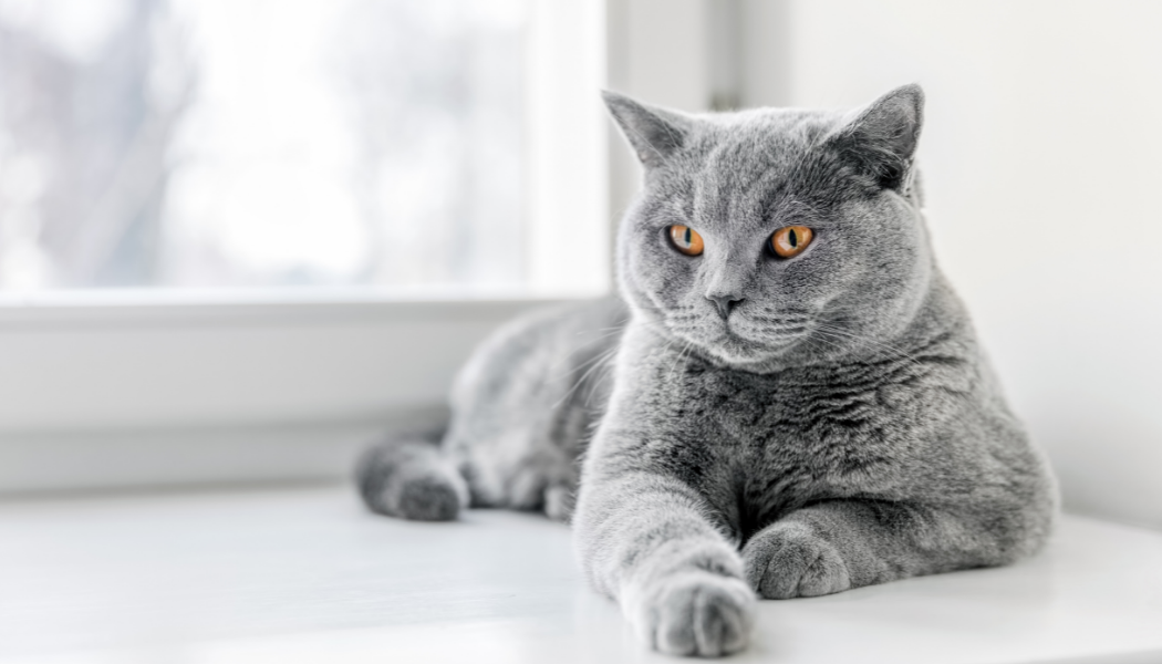 Hypercalcaemia in cats: When should I worry and what can I do?