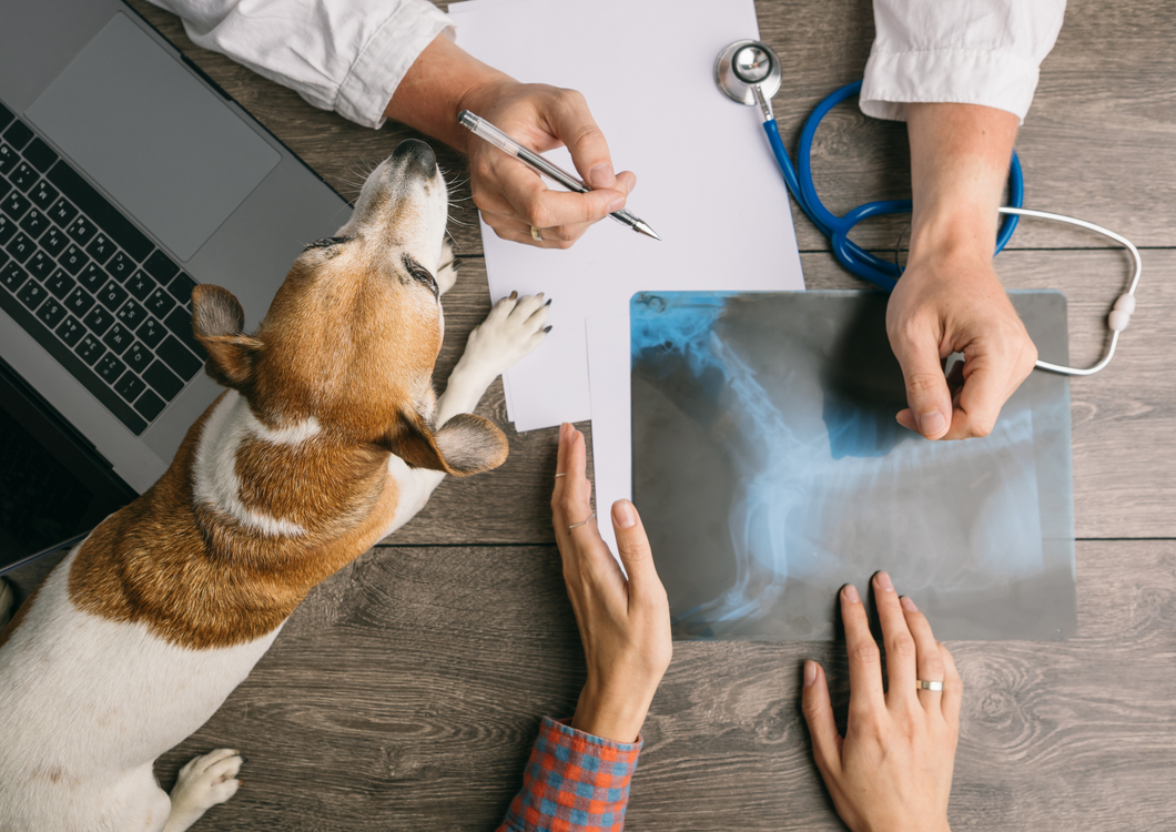 What does 'civility saves lives' look like within veterinary practice?