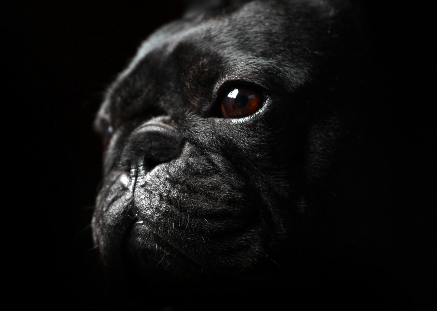 Creating a better world for animals - 5 years of BVA's Animal Welfare Strategy