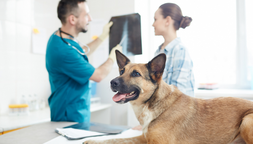 Why vets should care about owner experiences: lessons from epilepsy, brachycephaly and beyond