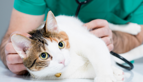 Top tips for building a feline friendly practice - an evidenced-based approach