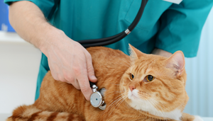 More than one option: Managing feline diabetes