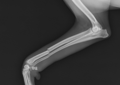 Novel Total Limb Cast Systems (TLCs) for thoracic and pelvic limbs