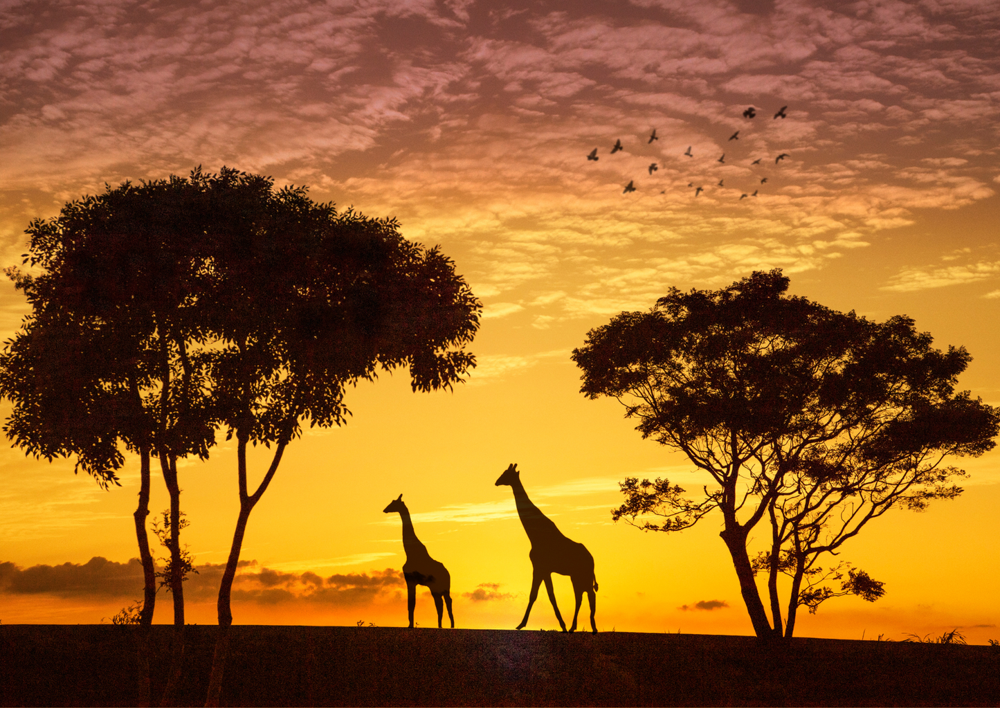 Veterinary nursing gone WILD! (LVS 2022)