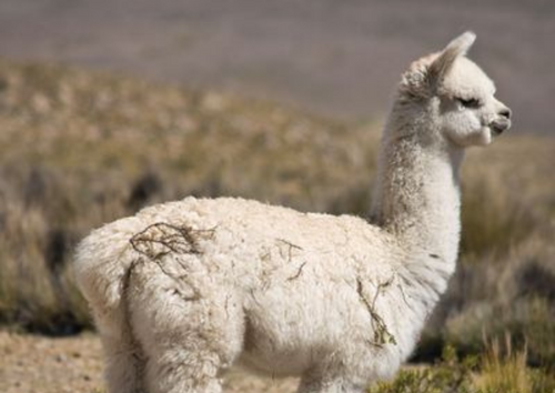 Being called to camelids
