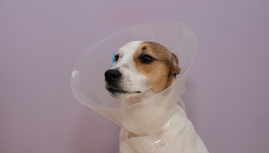 More than one option: What are the surgical options for neutering?