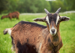 "Goats - Did someone say goat?..." Common cases and treatments for the mixed practitioner?