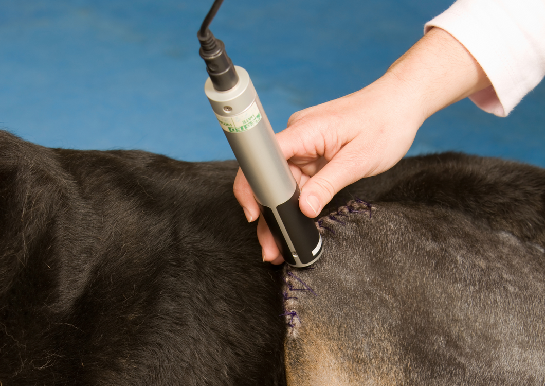 Photobiomodulation: Laser therapy in veterinary medicine, more than physiotherapy (LVS 2022)