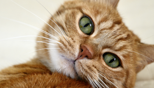 Feline pancytopenia - mystery solved?