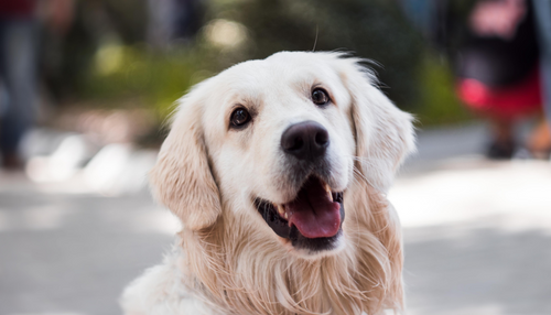 Preventative Care: Why it Matters to Pets, Owners, and Vets